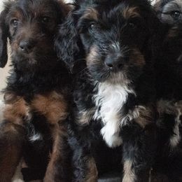 Saint Berdoodles from Bentley's Beloved Paws