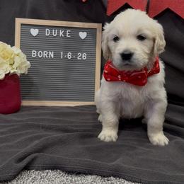 Duke - Light golden male Golden Retriever puppy in Eaton Rapids, Michigan from Steele Goldens