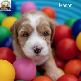 Honor - Apricot male Australian Labradoodle puppy in Cashmere, Washington from Mountain Home Doodles