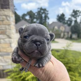 Glendale grey collar girl new driver - Brindle and white female French Bulldog puppy in Willis, Texas from Grandiose Frenchies
