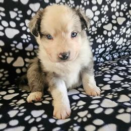 Boy 4 - male Miniature American Shepherd puppy in Placentia, California from Tru Cal Aussies