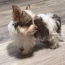 Yorkshire Terrier Puppies from Kristen’s yorkies