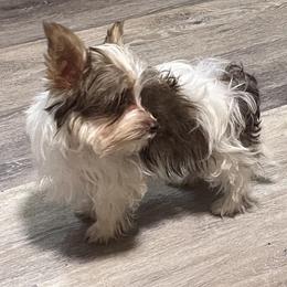 Yorkshire Terrier Puppies from Kristen’s yorkies