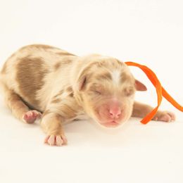 Spruce - Orange Collar - Red merle male Australian Shepherd puppy in Placerville, California from BFF Aussies