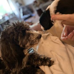 Aussiedoodle Puppies from Amour Aussiedoodles