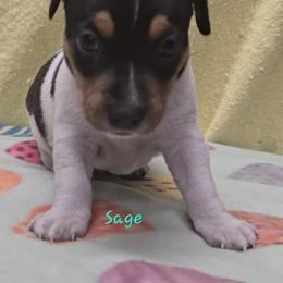Boy 3 - White black and tan male Rat Terrier puppy in Divide, Colorado from Outlaw Farm and Kennel