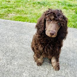 Aussiedoodle and Poodle Puppies from Sassy Poodle’s & Doodle’s
