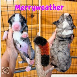 Merryweather - Blue merle female Bernedoodle puppy in Banner Elk, North Carolina from Walnut Tree Bernedoodles