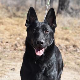 Yeva - German Shepherd