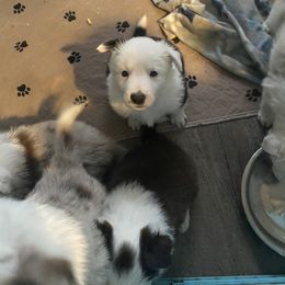 Border Collie Puppies from Phantom Border Collies