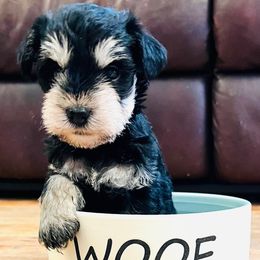 Leo - Black and silver male Miniature Schnauzer puppy in Hull, Georgia from Ardent Miniature Schnauzers of Athens