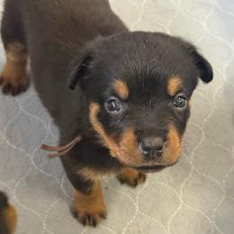 Swiftie - Black and tan female Rottweiler puppy in Mcminnville, Oregon from JHB Rottweilers