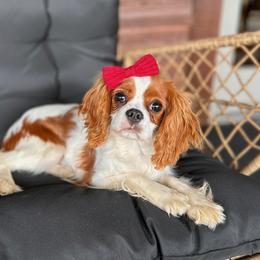 Bambi - Cavalier King Charles Spaniel