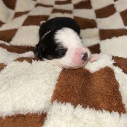 Miniature Australian Shepherd and Pembroke Welsh Corgi Puppies from Fluffy Butt Acres