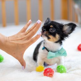 Teeny tiny Merlot 7,500 - 3.lb full grown - Black and tan male Chihuahua puppy in Jacksonville, Florida from Petits Chihuahuas