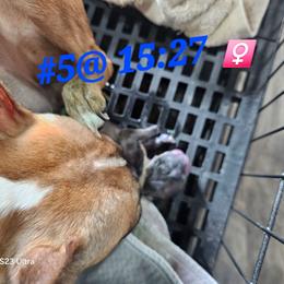 Pup5 girl 3 - Blue female Boston Terrier puppy in Versailles, Indiana from Benhams Bostons