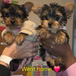 Boy 1 (Blue Collar) - Boy 2 (Red Collar) - Black and tan male Yorkshire Terrier puppy in Toledo, Ohio from Laura's Yorkies