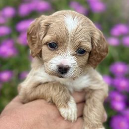 Sandy - Apricot female Cavapoo puppy in Herriman, Utah from Shaggy Mountain Pups LLC