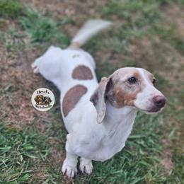 Loki - Fawn (isabella) and cream male Dachshund puppy in Hoquiam, Washington from Heyd's Mini Dachshunds