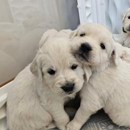 Golden Retrievers from Sweetwater Goldens