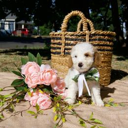 Purple collar girl - Parti female Goldendoodle puppy in Spokane, Washington from Beloved_doodles_WA