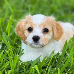 Mr. Magellan - Apricot and white male Cavachon puppy in Osprey, Florida from Mariah's Cavachons