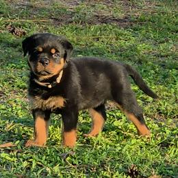 Wendi - Black and mahogany female Rottweiler puppy in Loxahatchee, Florida from Vom hause Reto