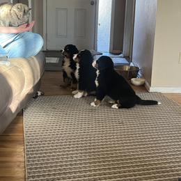 Bernese Mountain Dog Puppies from Bastian Mountain Dogs