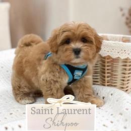 Saint Laurent - Apricot male Maltipoo puppy in Spring, Texas from GlamPaw Maltipoos