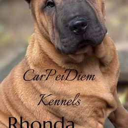 Red - Red fawn female Chinese Shar-Pei puppy in Oakwood, Ohio from CarPeiDiem Chinese Shar-Pei