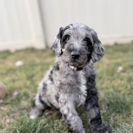 Gecko - Merle female Goldendoodle puppy in Caldwell, Idaho from Boise Doodle Co.