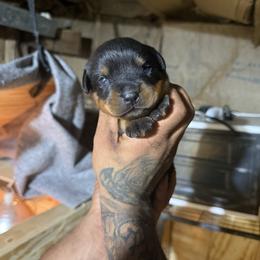 Girl 2 - Black and mahogany female Rottweiler puppy in Jeffersonville, Indiana from Rottweiler von knight enterprise