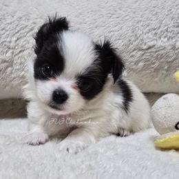 Bolt - Black and white male Chihuahua puppy in Albuquerque, New Mexico from JVJ Chihuahua
