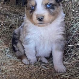 Miniature Australian Shepherd Puppies from C&J Miniature Aussies