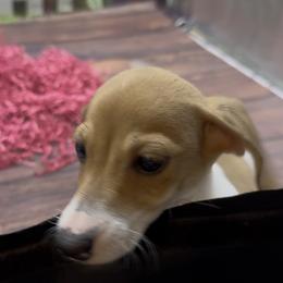 Red piebald Smooth Female - Red female Dachshund puppy in Killeen, Texas from Southern Dachshunds
