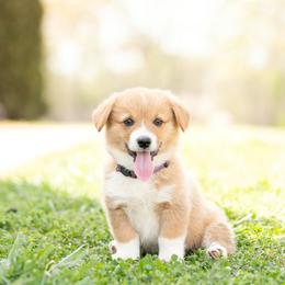 Purple collar - Pancake - Sable female Pembroke Welsh Corgi puppy in Waverly Hall, Georgia from 6g Ranch Corgis