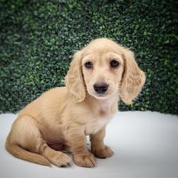 Ruger - Cream male Dachshund puppy in Wylie, Texas from Lawson's Kennel