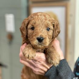 Sweet Potato - Red  female Goldendoodle puppy in Wharton, Texas from Little Fur Friends