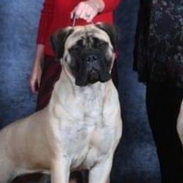 Bullmastiffs from Julia Hornshaw's Bullmastiffs