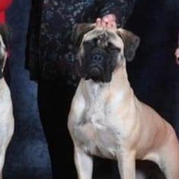 Bullmastiffs from Julia Hornshaw's Bullmastiffs