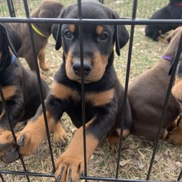 Doberman Pinschers from Creekside Dobermans