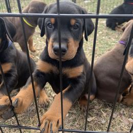 Doberman Pinschers from Creekside Dobermans