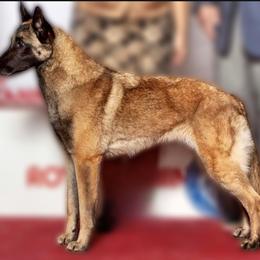 Diva - Belgian Malinois