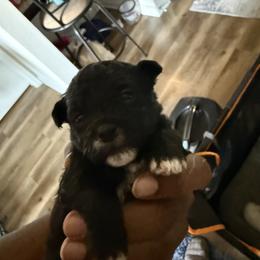 Maltipoo Puppies from Kirksey Texas Elite Maltidoodles