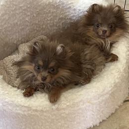 Pomeranian Puppies from Hummingbird & Fox