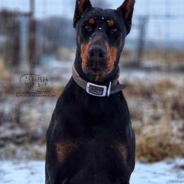 Buba - Black and rust female Doberman Pinscher puppy in China Township, Michigan from Snell's Superior Kennel Dobermann & GSP