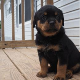 Girl one - Black and mahogany female Rottweiler puppy in Cleveland, Texas from Vom Haus Fantasy Rottweiler Kennel