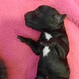 Girl 1 - Blue female Poodle puppy in Athol, Massachusetts from DoeValley Standard Poodles