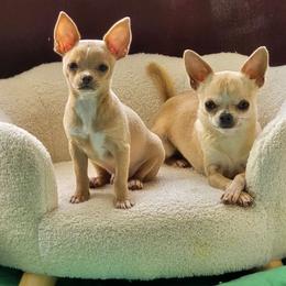 Petey - Chihuahua