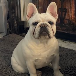 Lavish - French Bulldog